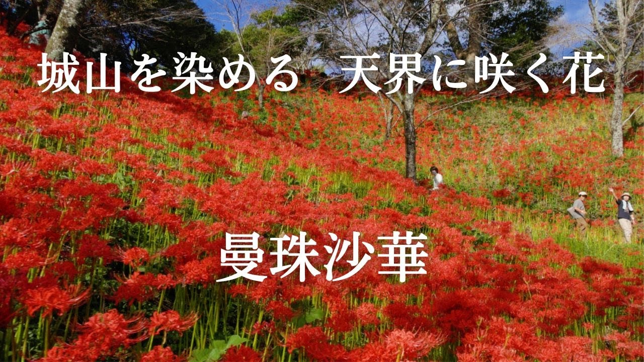 城山を55万本の曼珠沙華が染める風景　茂木町城山公園2025