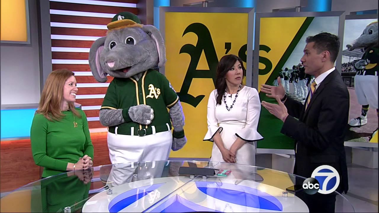 A's mascot Stomper dances in the ABC7 studio!