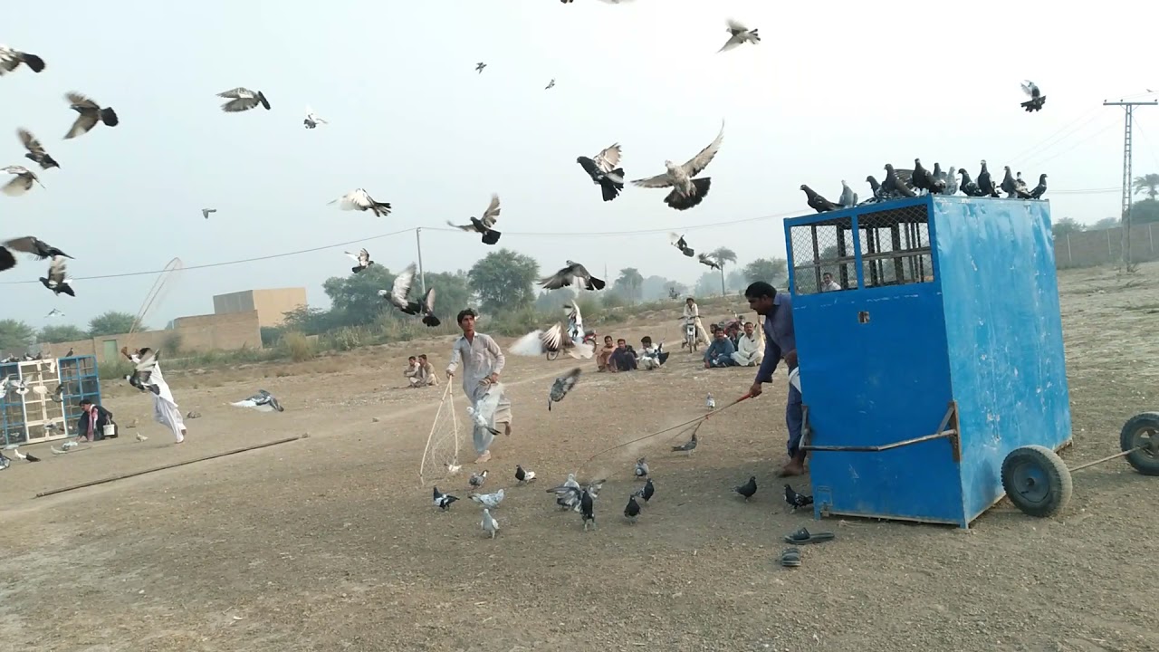 300 soy kabotar ka kara aik dusray kay sath zid bazi bara muqabla خلیل لغاری اینڈ اجاز درزی