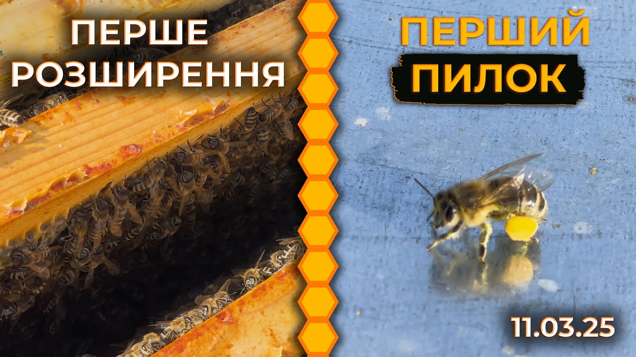 Обережне перше розширення сімей. Пасіка гудить!