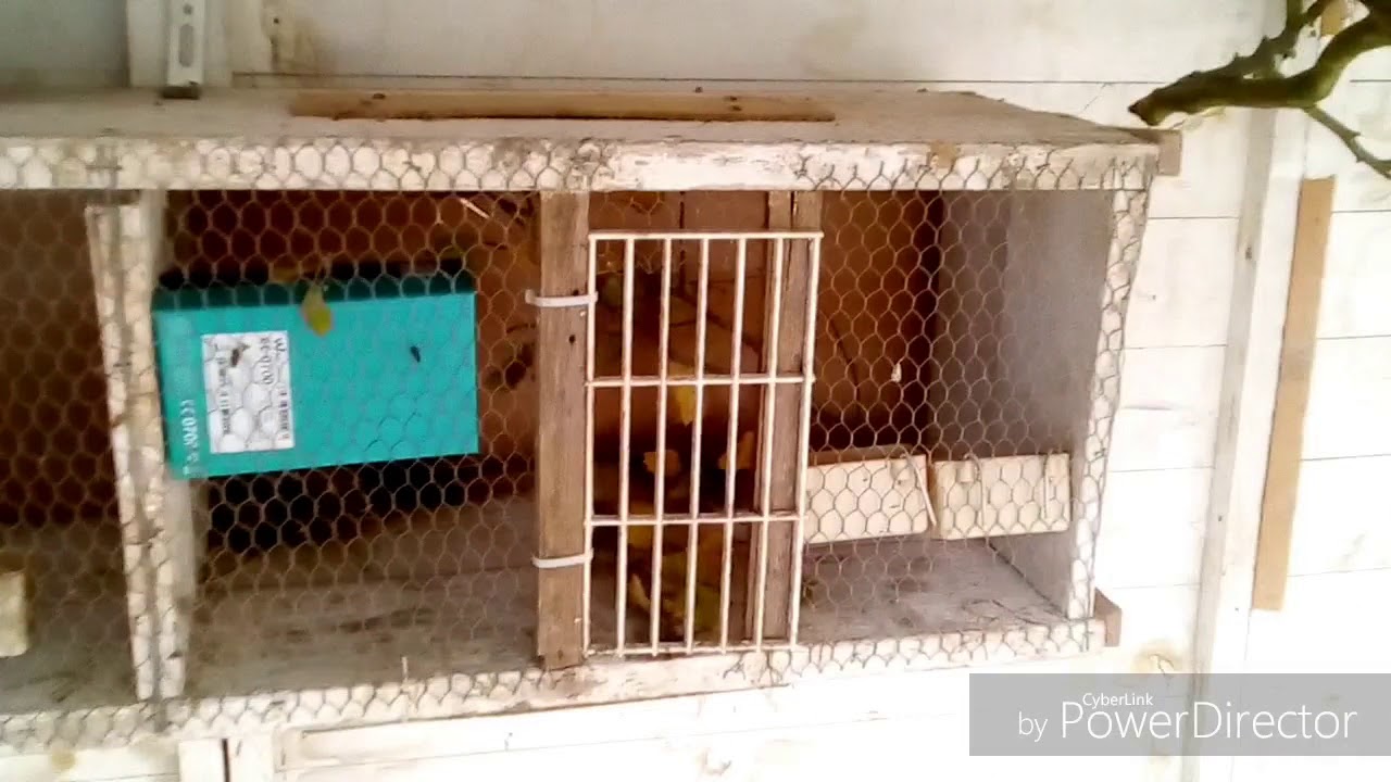 Suivie d'élevage, nouvelles de mes volières + deux nouveaux oiseaux