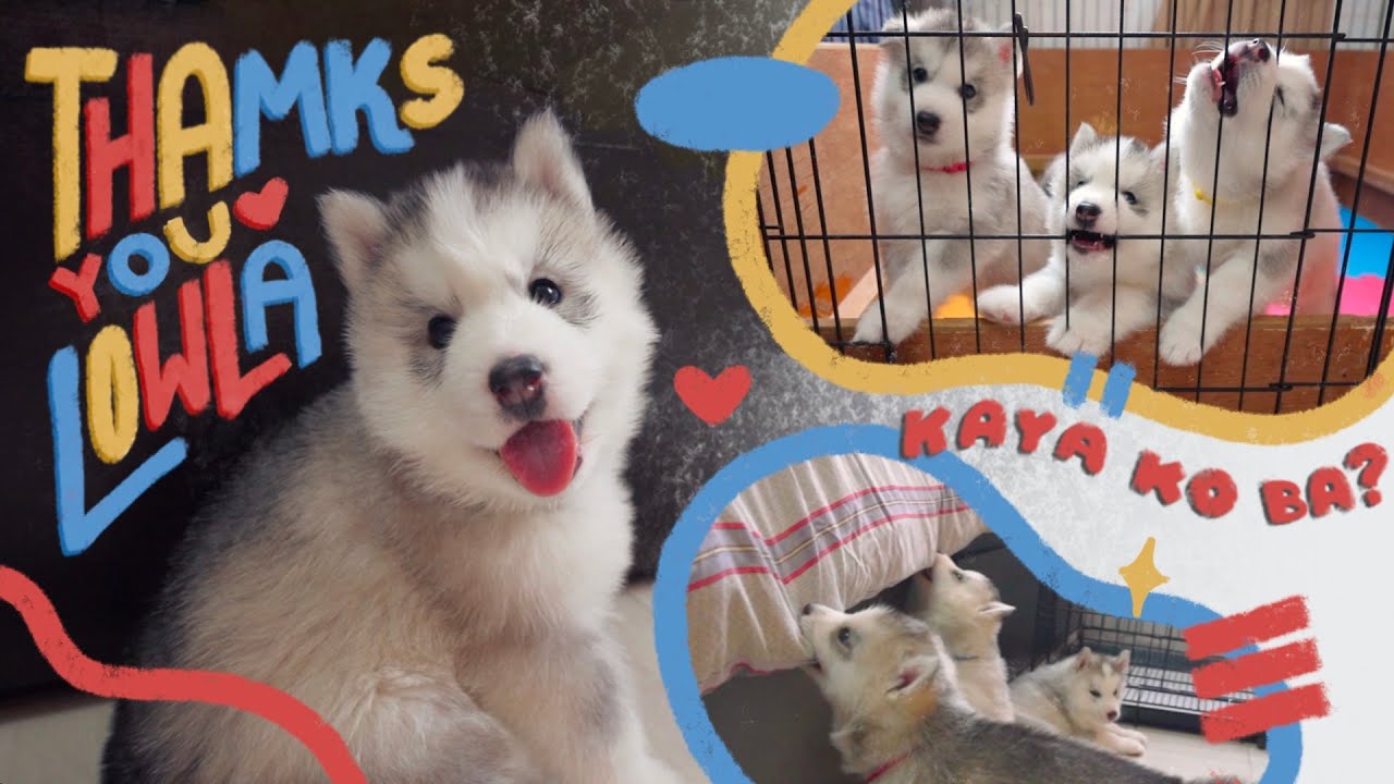HINDI KO NA SILA ILALABAS NG BAHAY!! | INDOOR PUPPIES YARN?