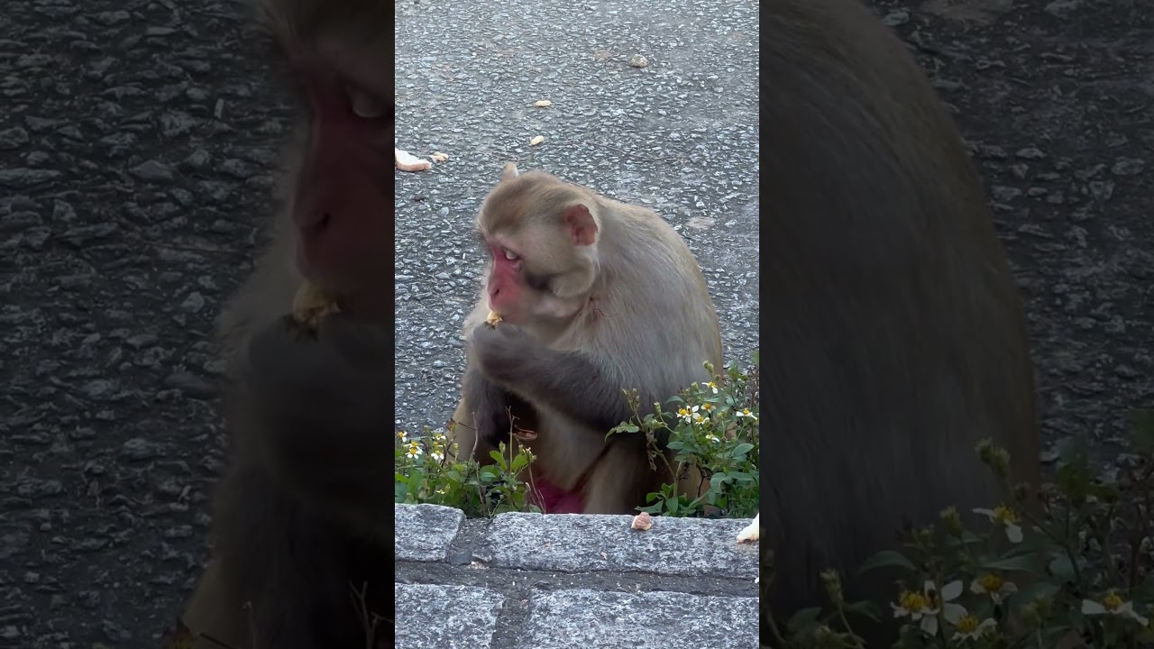 Mischievous monkey chomping on peanuts😋🥜 at #hongkong #monkeyhill