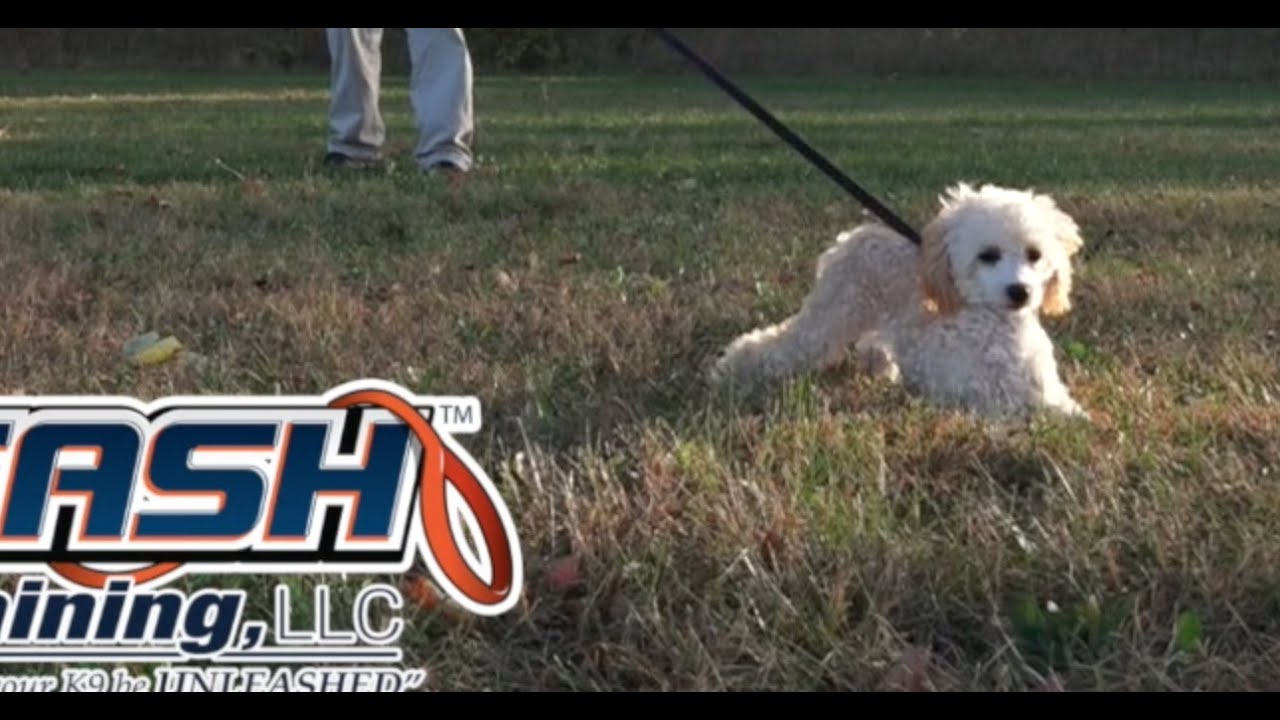 Dog Training: 5 Month Old Toy Poodle, Maggie! Before/After 2 Week Board and Train!