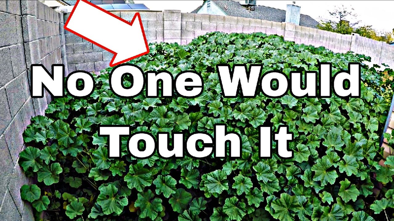 Nobody Would Clean This Yard... EXTREME Overgrown Weed Cleanup (Residential) #lawnmaintenance 