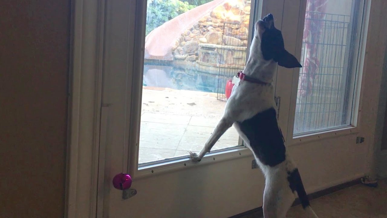 Puppy Howling & Whining at Being Left Out (Rat Terrier)