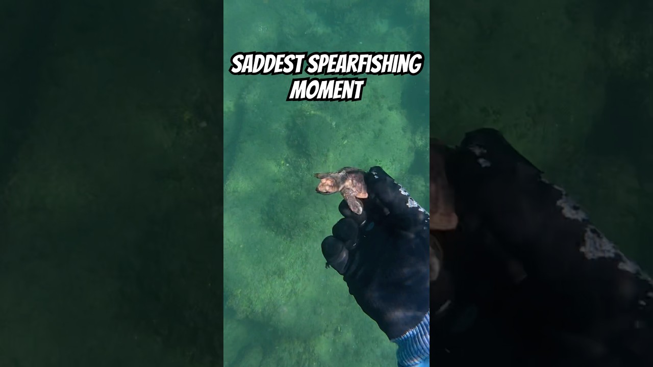Saddest Spearfishing Moment | Baby Turtles Found Inside Fish
