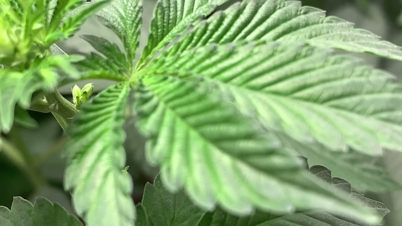 Bloom Plus LED grow - Flowering nightmare !