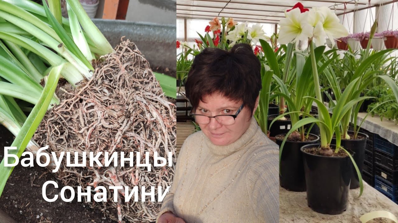 Делим семейку! Как часто пересаживать гиппеаструмы.