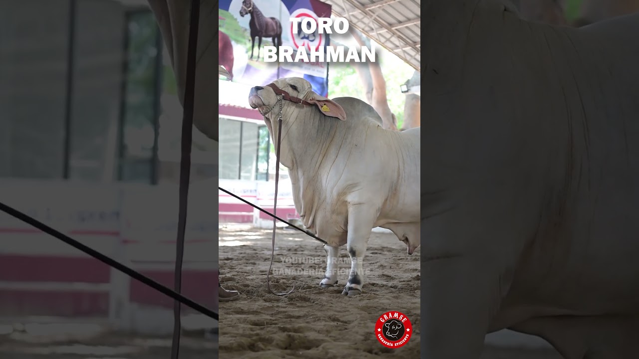 TORO BRAHMAN: La mejor gen&eacute;tica de ganado #brahman #toro #ganaderia #rancho #finca #agropecuario