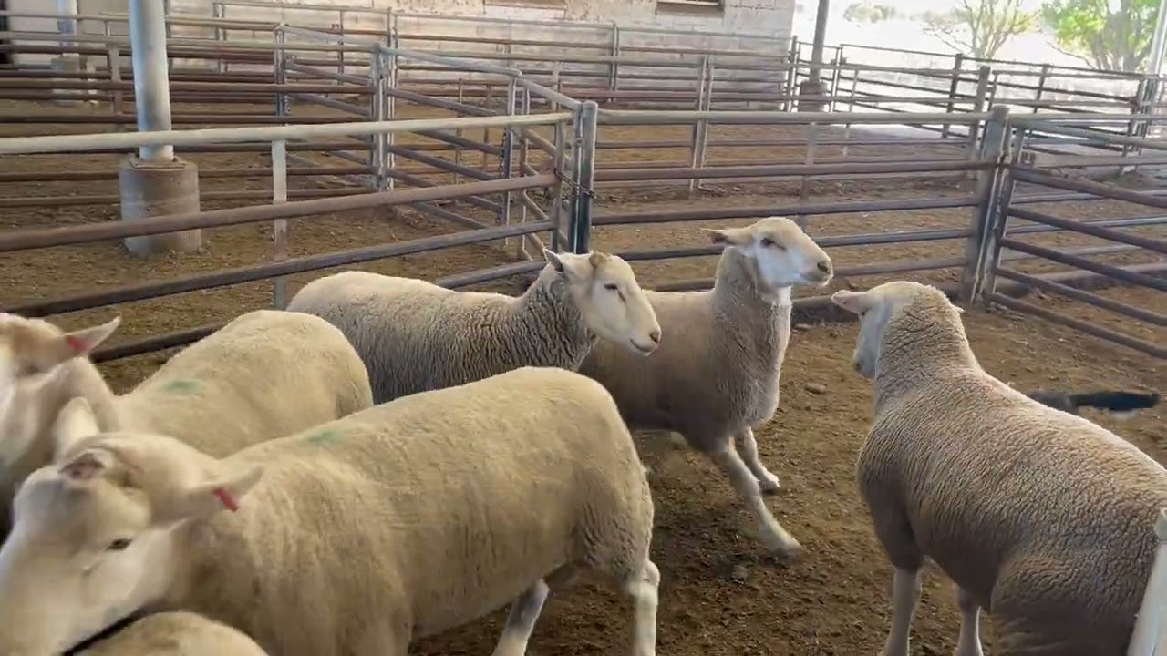 GameOn Lettie, Lot 42, 2026 Jerilderie Working Dog Auction