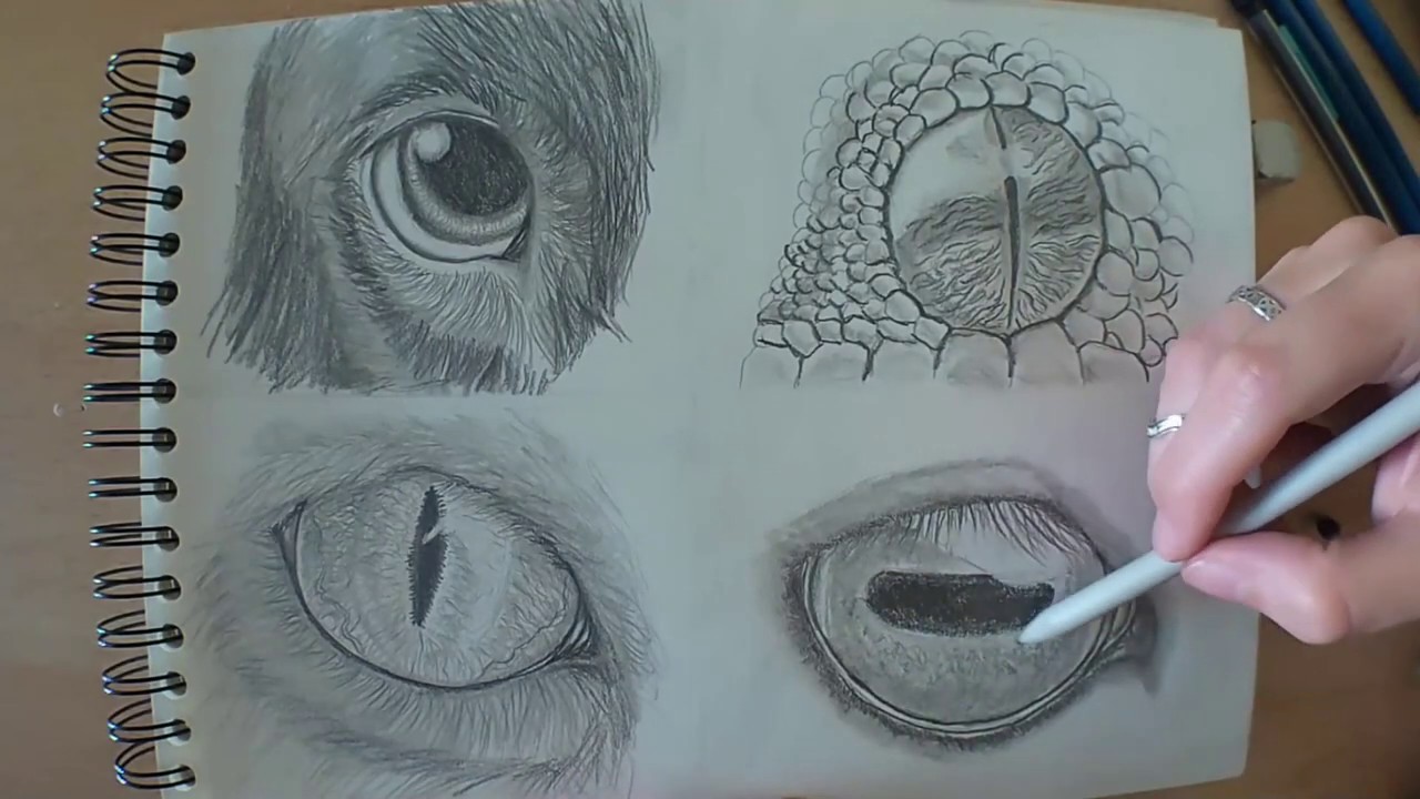 Drawing | Eyes (Dog - Snake - Cat - Goat)