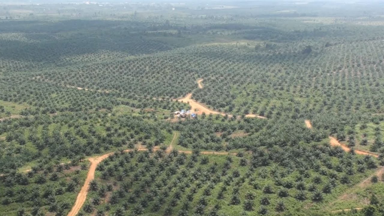 Kácení deštných lesů a palmový olej