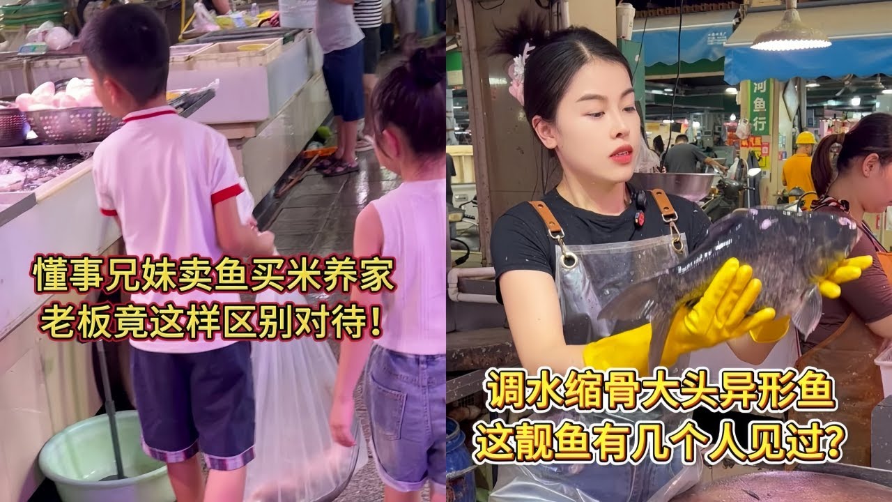 懂事兄妹卖鱼买米养家，老板竟这样区别对待！｜调水缩骨大头异形鱼，这靓鱼有几个人见过？