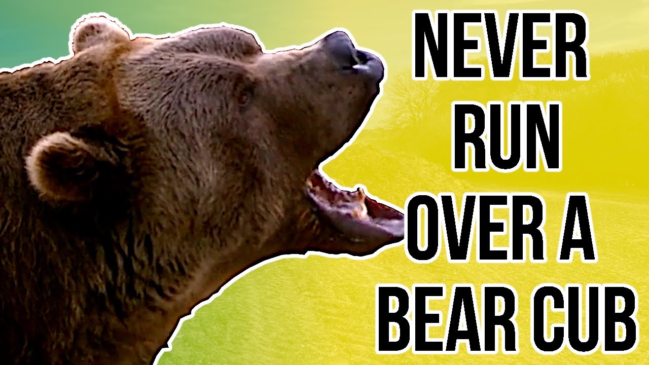 Bear vs AWFUL 