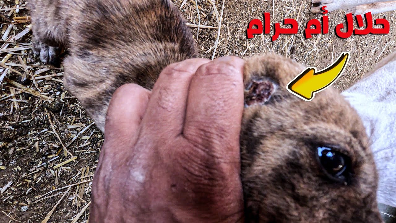 لماذا قطعو اذن الكلب!!!!😰 طريقة القضاء على حشرة حافرة الانفاق