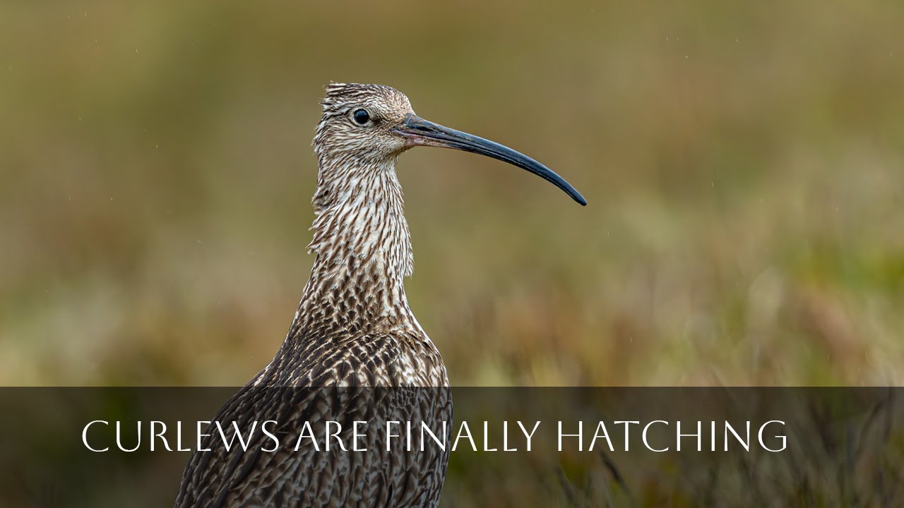 Curlews are finally hatching!