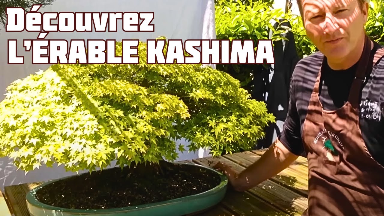 Érable KASHIMA BONSAÏ 🌱 NEJIKAN BONSAI 🌱