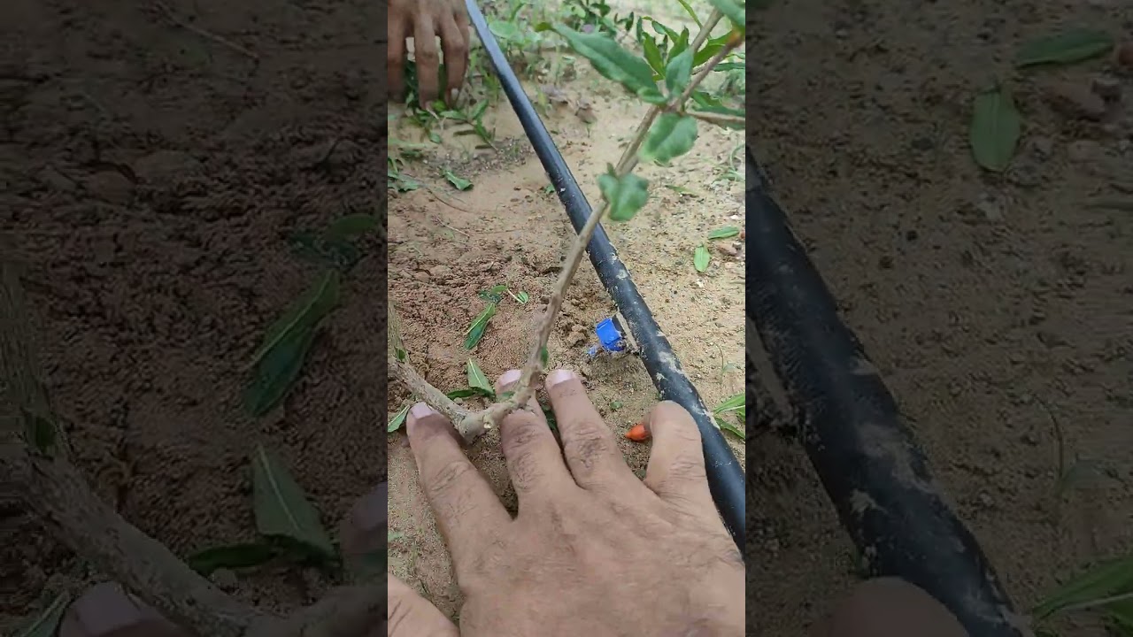 First Pruning Step for Single Stem in Pomegranate Making Canopy for Better Results.