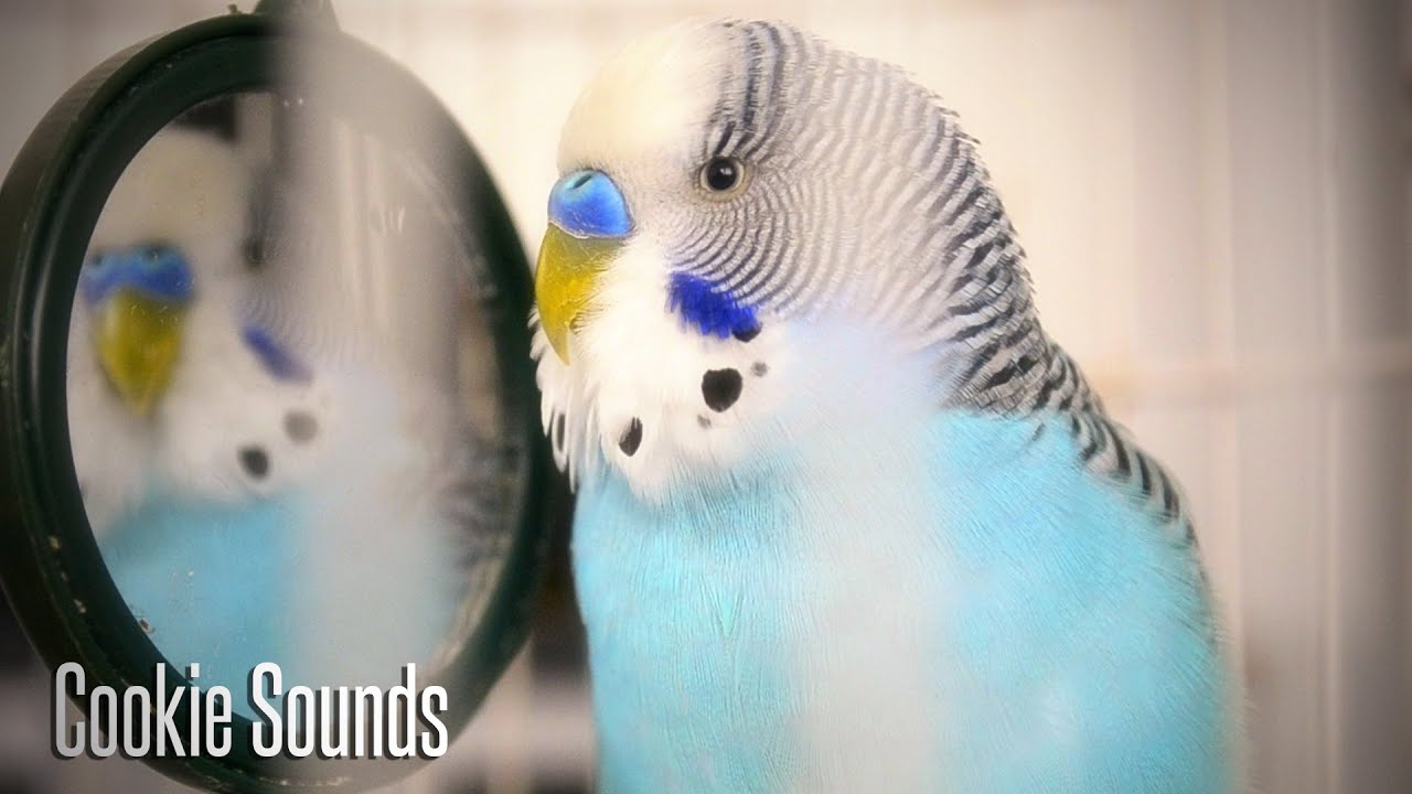 Budgie sounds | Cookie singing to Mirror