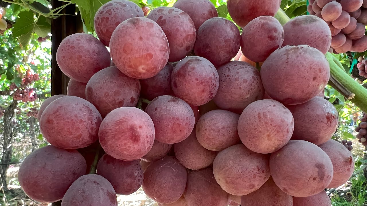 PISCA DE UVA RED GLOBE EN CALIFORNIA LA UVA MAS GRANDE DEL MUNDO #grape #harvest