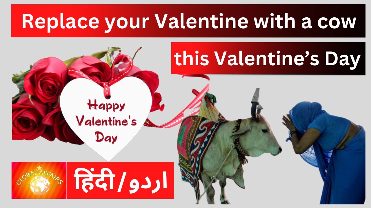 India Celebrate cow Hug Day on 14th Feb l say no for valentine's day l global Affairs