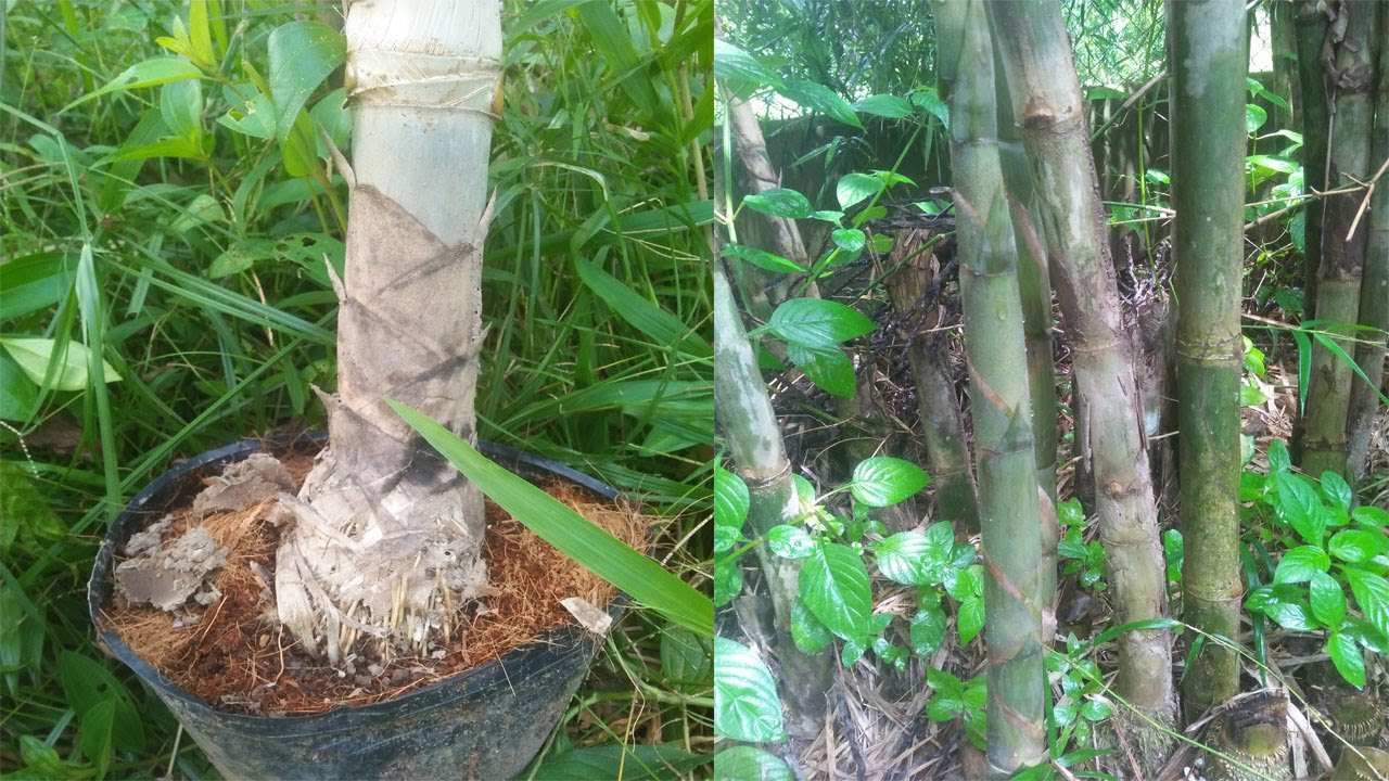 Cách trồng  hay kỹ thuật trồng tre Tầm Vông từ gốc thủ công truyền thống bảo đảm sống 100%