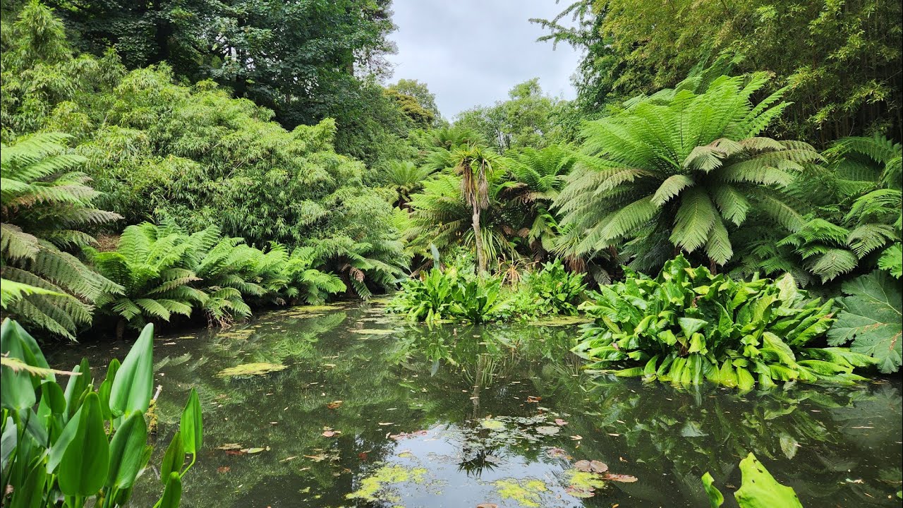 The Lost Gardens of Heligans - przemierzając dżunglę