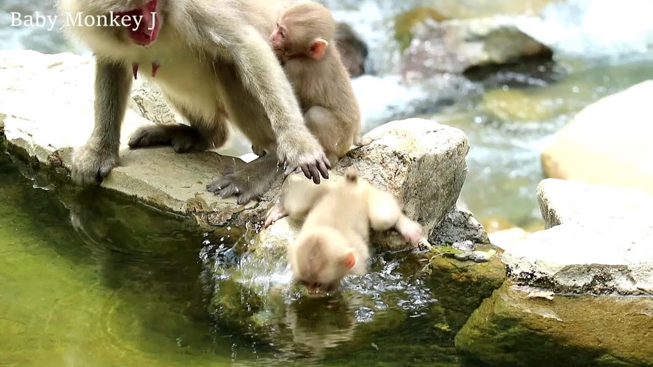 No! Baby monkey is pushed into the water