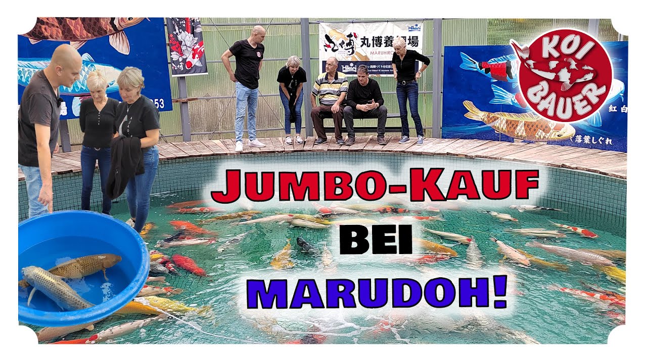 JUMBO-KAUF bei Marudoh | Ishihara Yagenji | Japanreise 2024 | Tag 5 | Koi Bauer