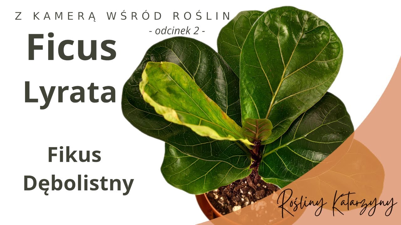 Ficus Lyrata (Fikus) - 🪴 ZKWR 2