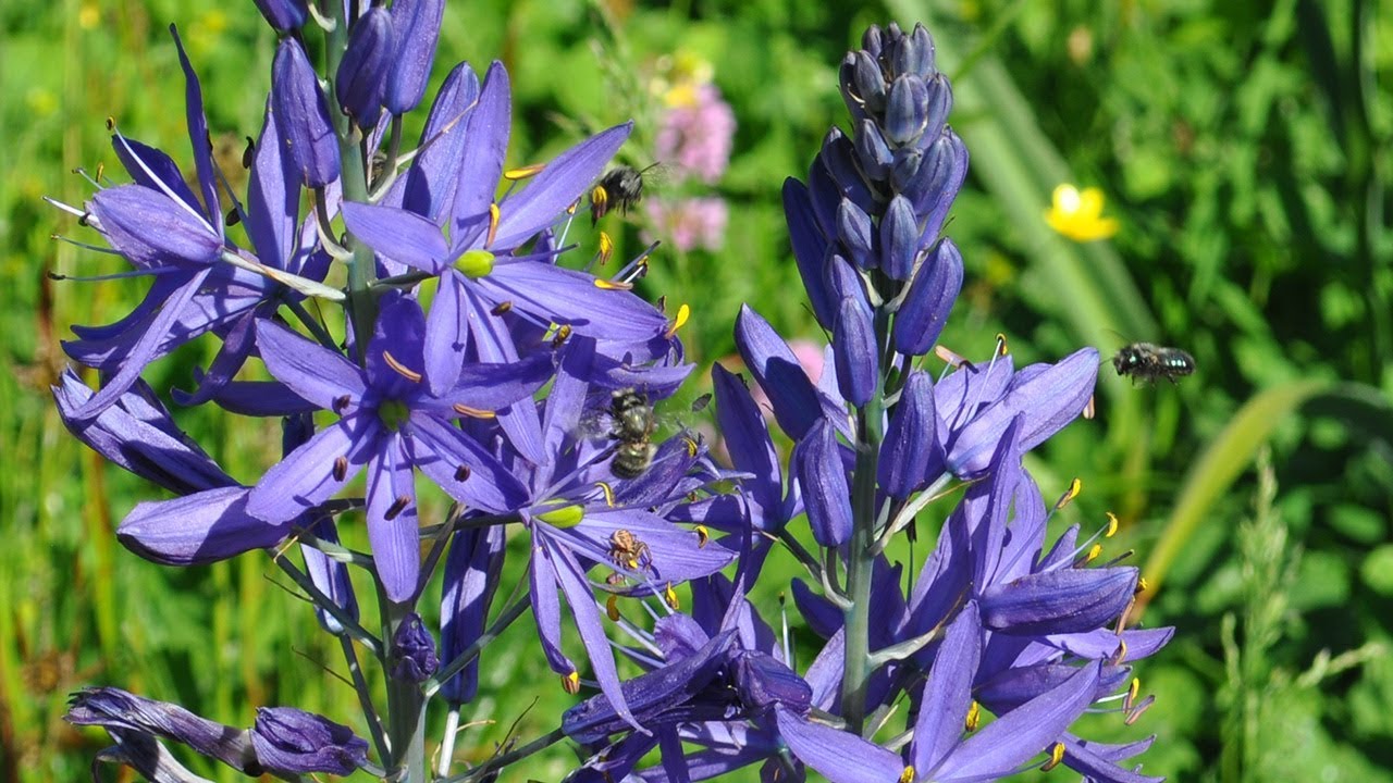 Farming with Native Plants to Bring Back the Bees