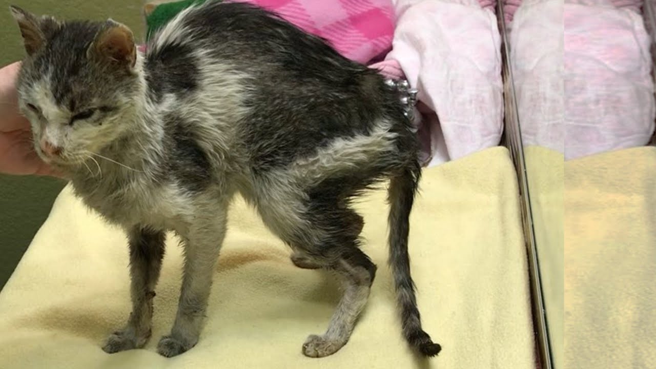 Emaciated and Starving Cat Was In Terrible Condition With Amazing Transformation After Rescued