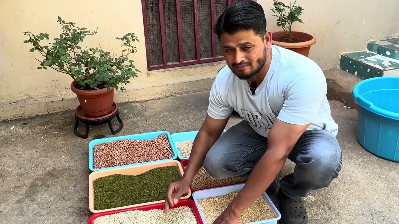 Secret Special Feed for Pigeons 🕊️Growth, Strength & Health Guaranteed Full Guide