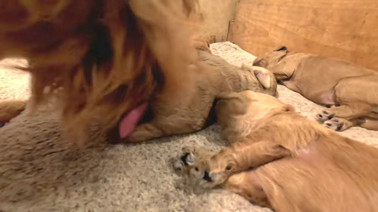 Mother Labradoodle Licking And Cleaning Her Newborn Puppies | ASMR Dog Licking