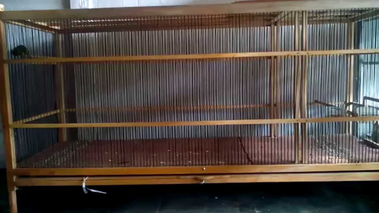 Umbaran Kenari F1Ys / Flight Cage Canary