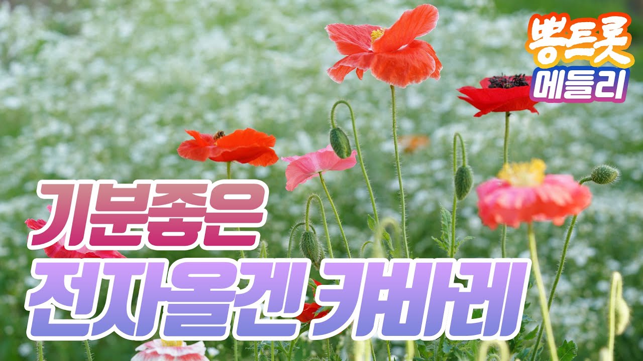 들으면 기분이 좋아지는 흥겨운 전자올겐 경음악 캬바레 2시간!!