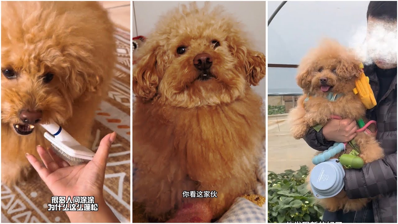 帶小狗子出門摘草莓～