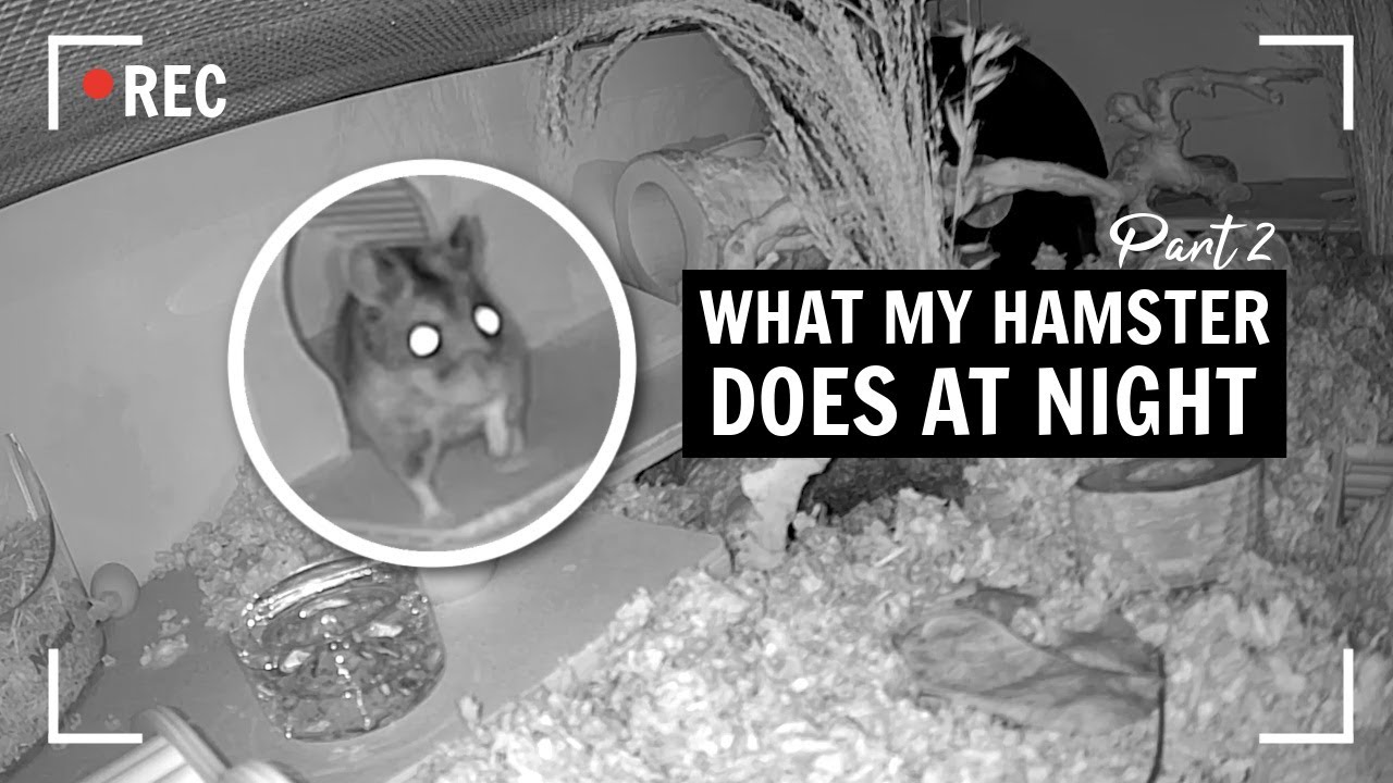 What my Chinese Hamster Does at Night 🌙