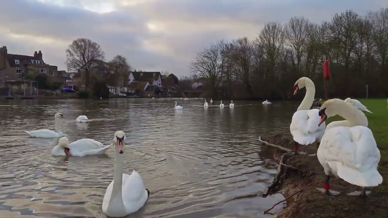 Relaxing River Scene with Swans