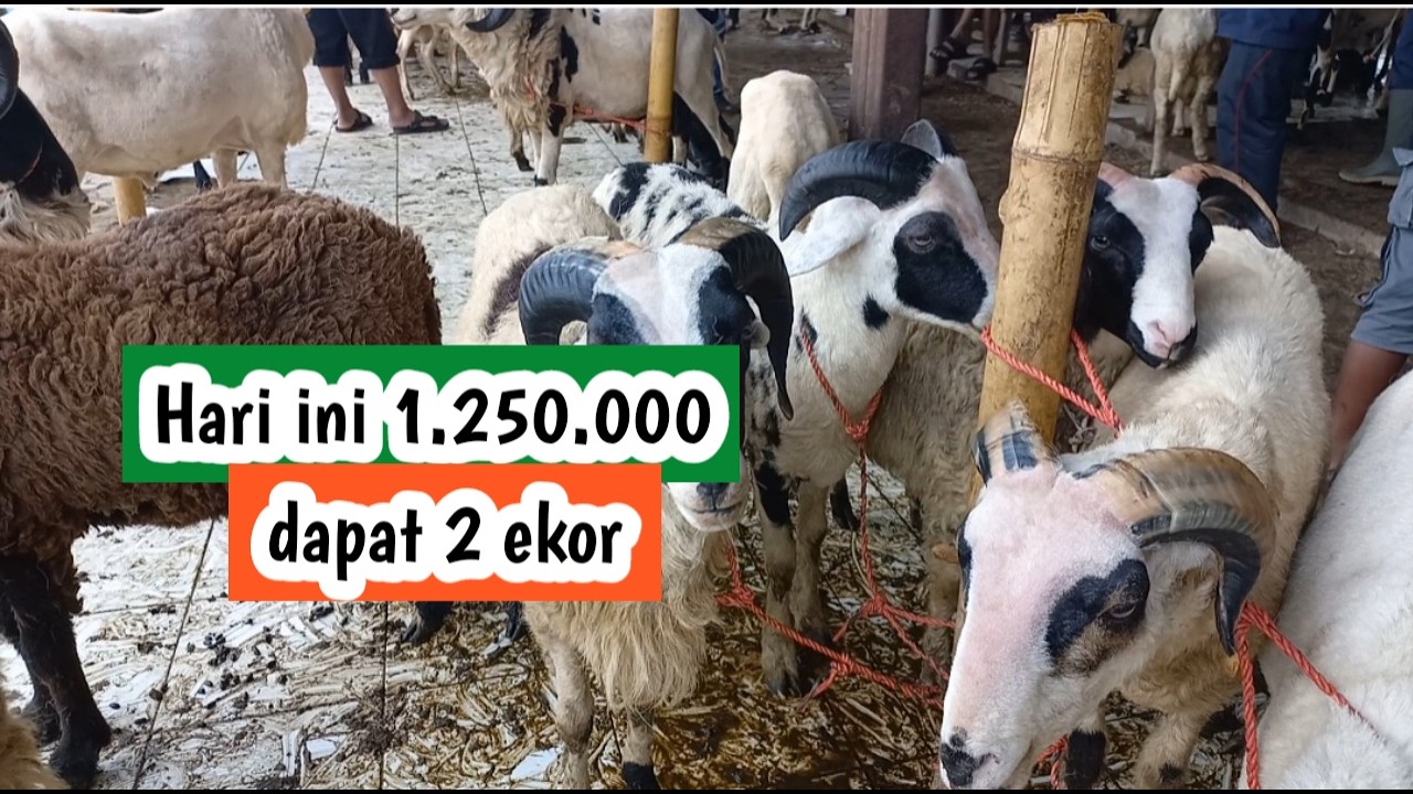 Harga domba di pasar domba padalarang. hari ini 1.250.000 dapat 2 ekor (280226)