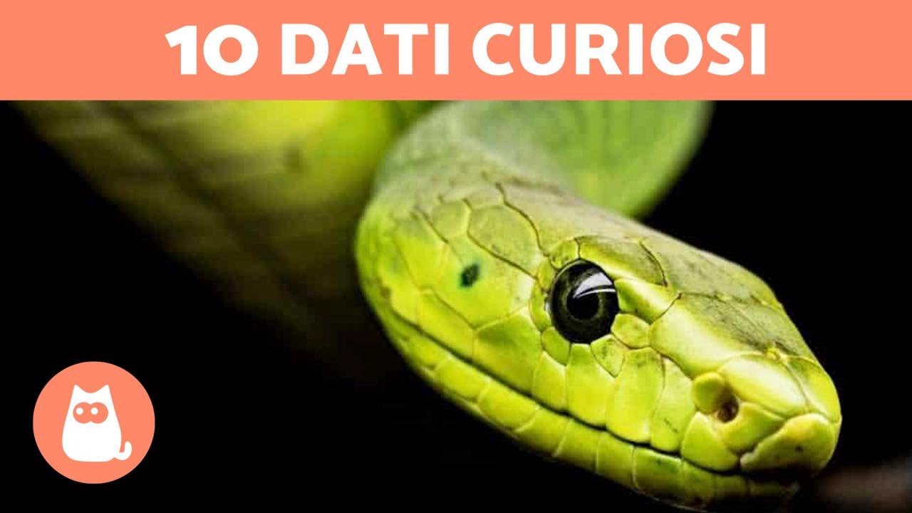 10 CURIOSITÀ sui SERPENTI che NON conoscevi 🐍