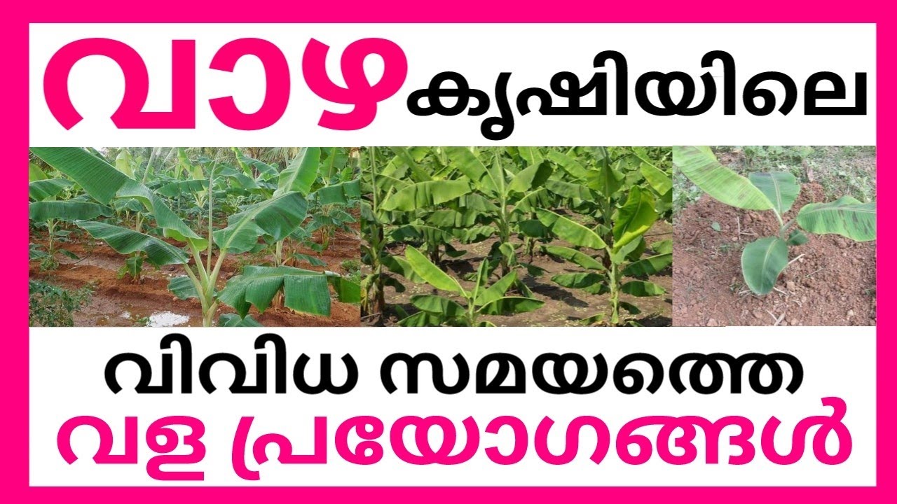 വാഴകൃഷിയിലെ വിവിധ സമയത്തെ വളപ്രയോഗങ്ങൾ |VAZHA KRISHI MALAYALAM |  VAZHA VALAPRAYOGAM