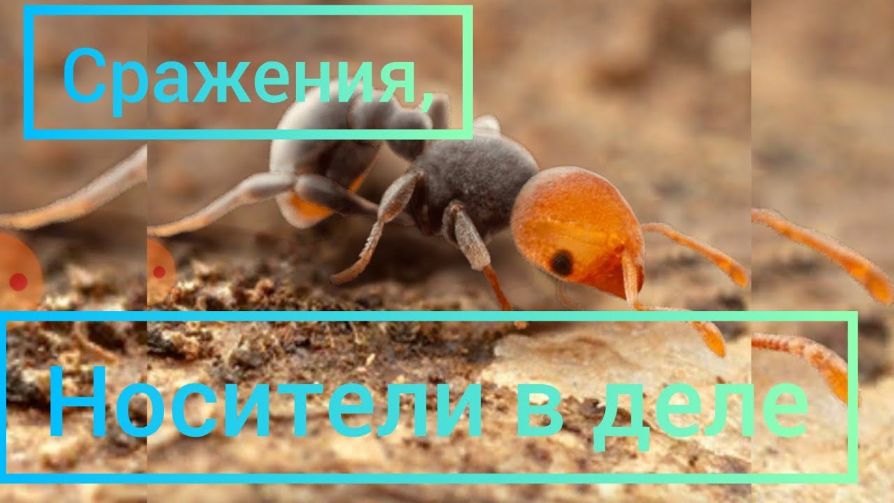 Война, советы, мои отчёты ,мнение)))))