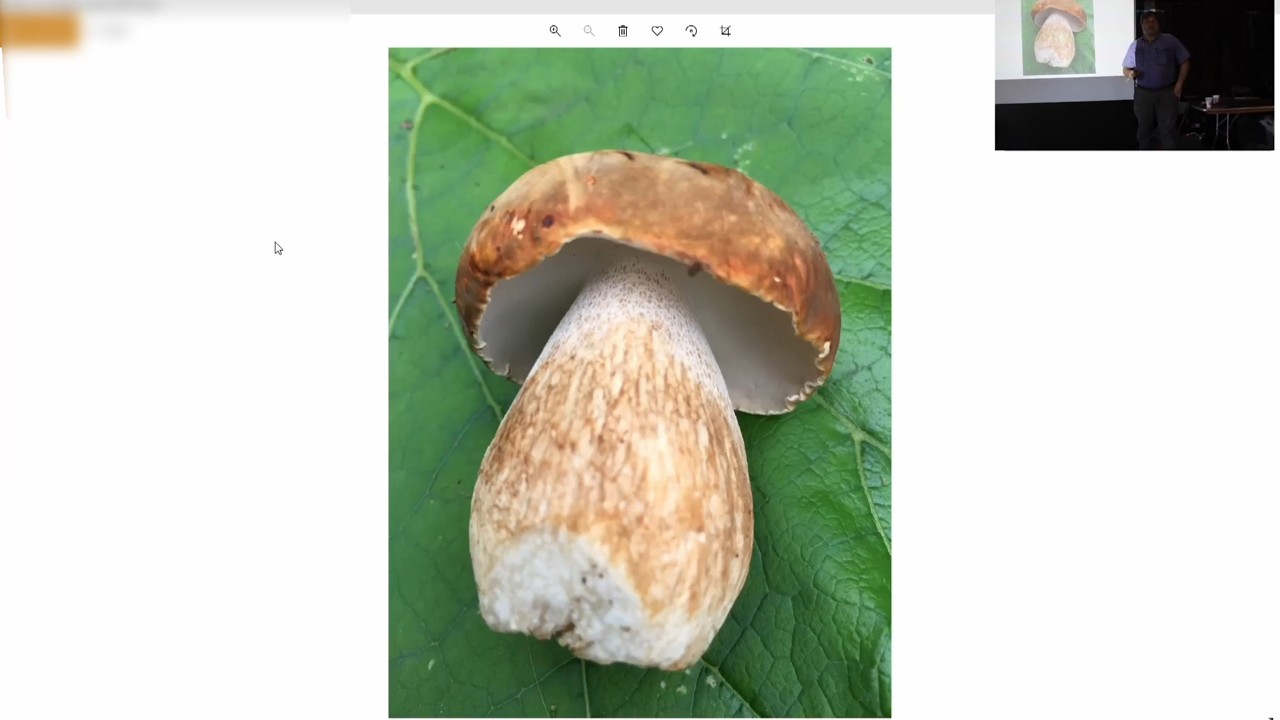 Ten Common Boletes in Our Area – Scott Pavelle – WPMC Lincoff Foray – Sep 2021