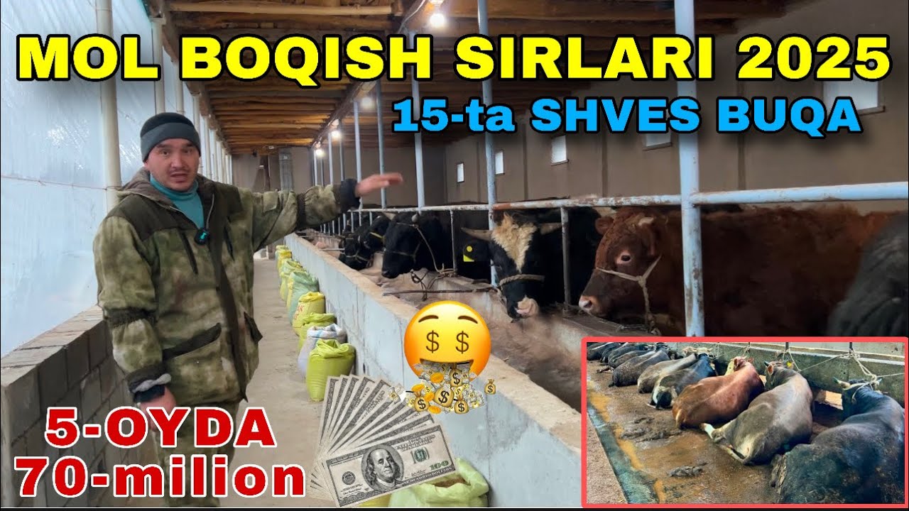 UY SHAROTIDA BUQA BOQIB KATTA DAROMAT MANA SIZGA BEZNES😳😱