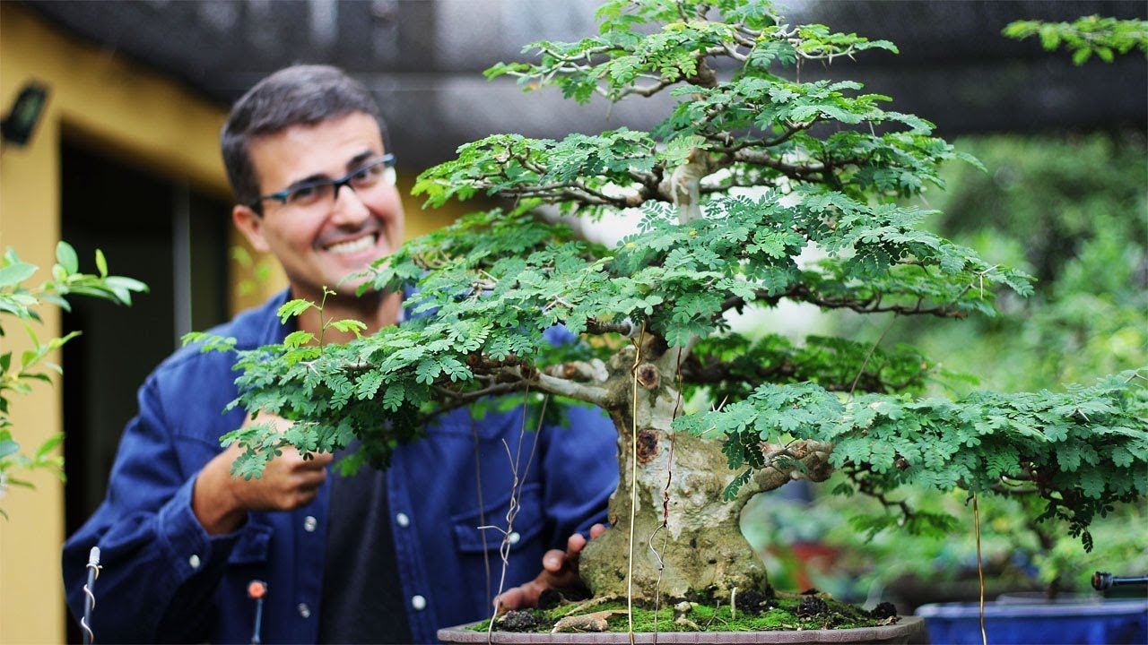 Qual a Melhor Maneira de Engrossar o Tronco do Bonsai?