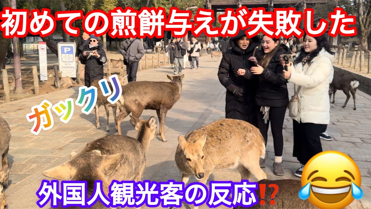 初めての煎餅与えが失敗した😞外国人観光客の反応⁉️奈良公園🫎