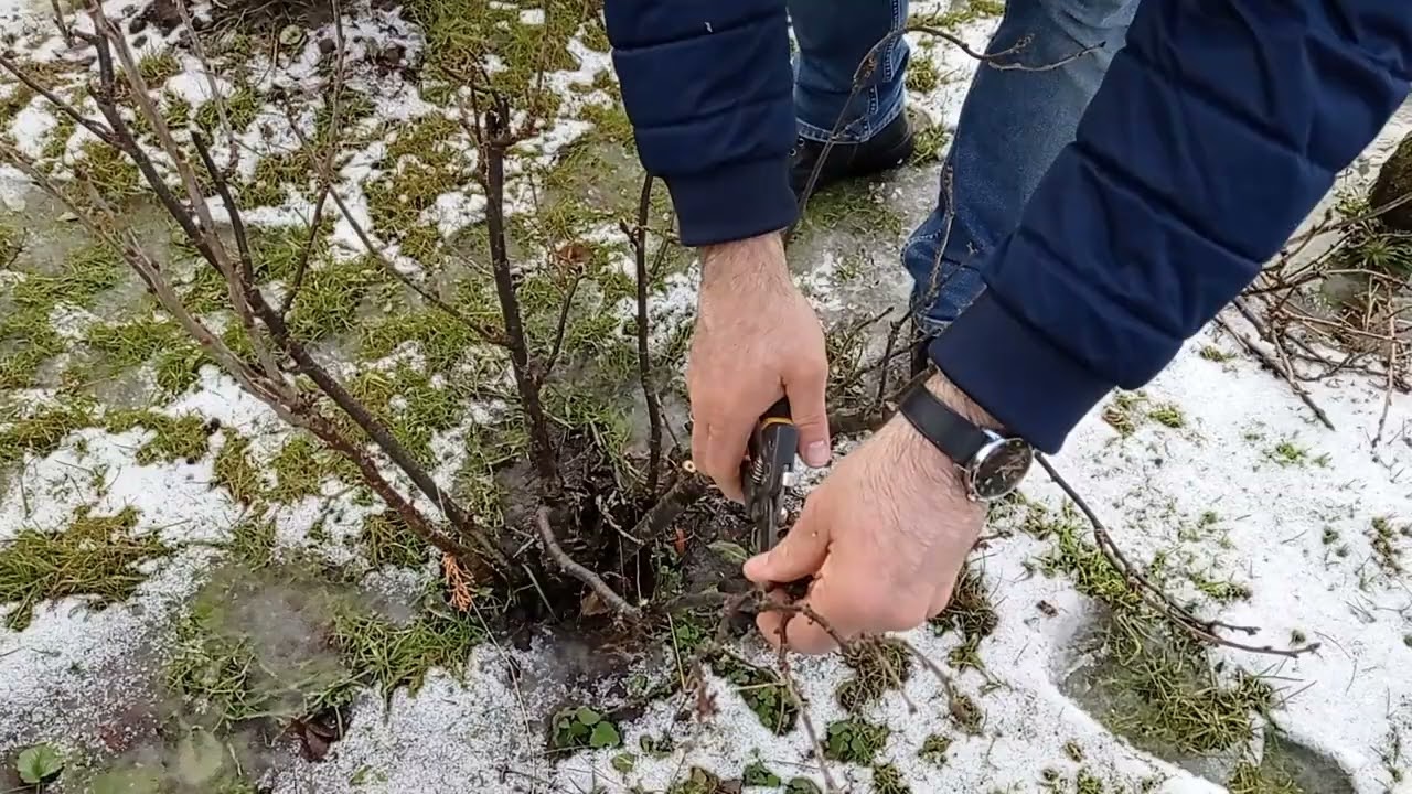 Lutowe cięcie porzeczki czerwonej.