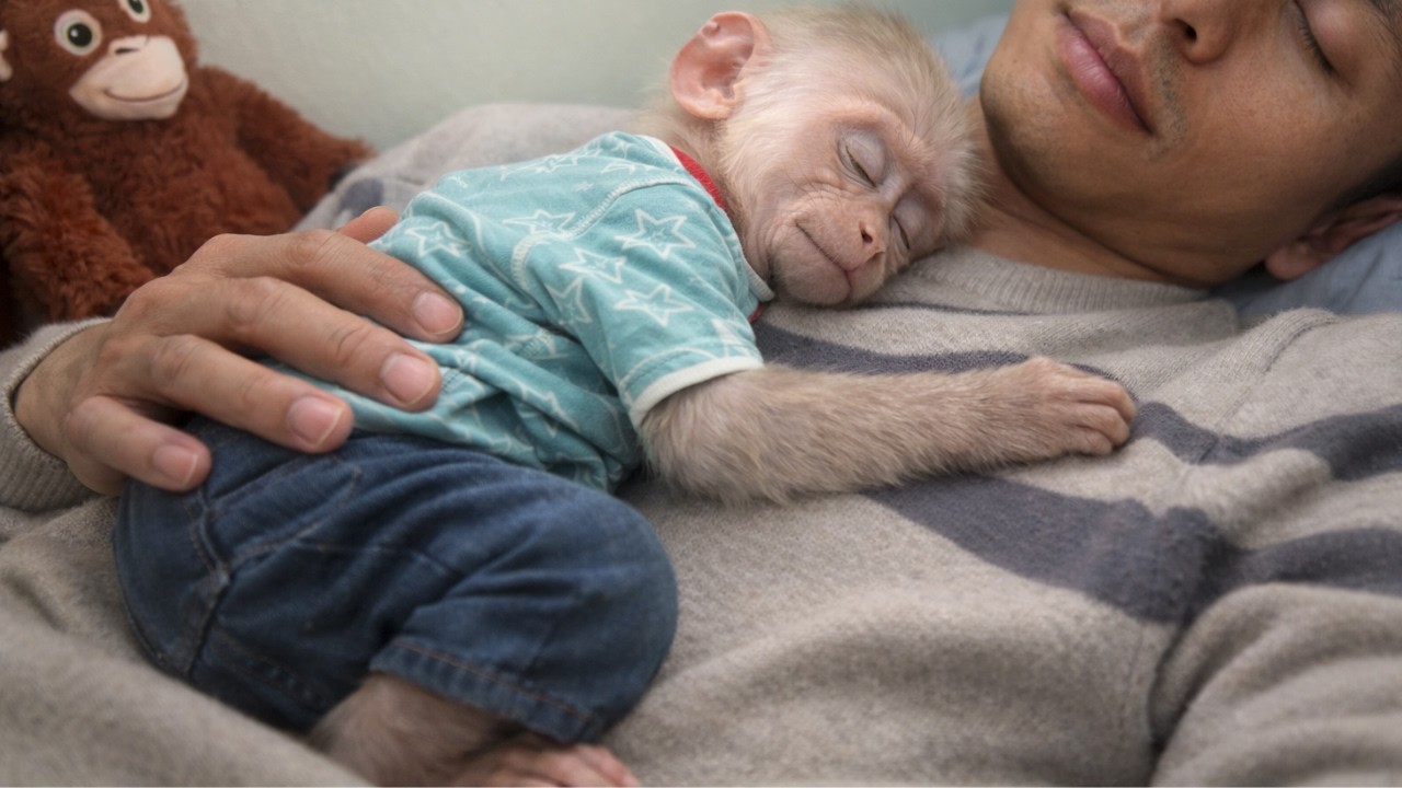 Challenge: How Long Will Baby Monkey Baba Sleep on Mr Minh’s Chest?